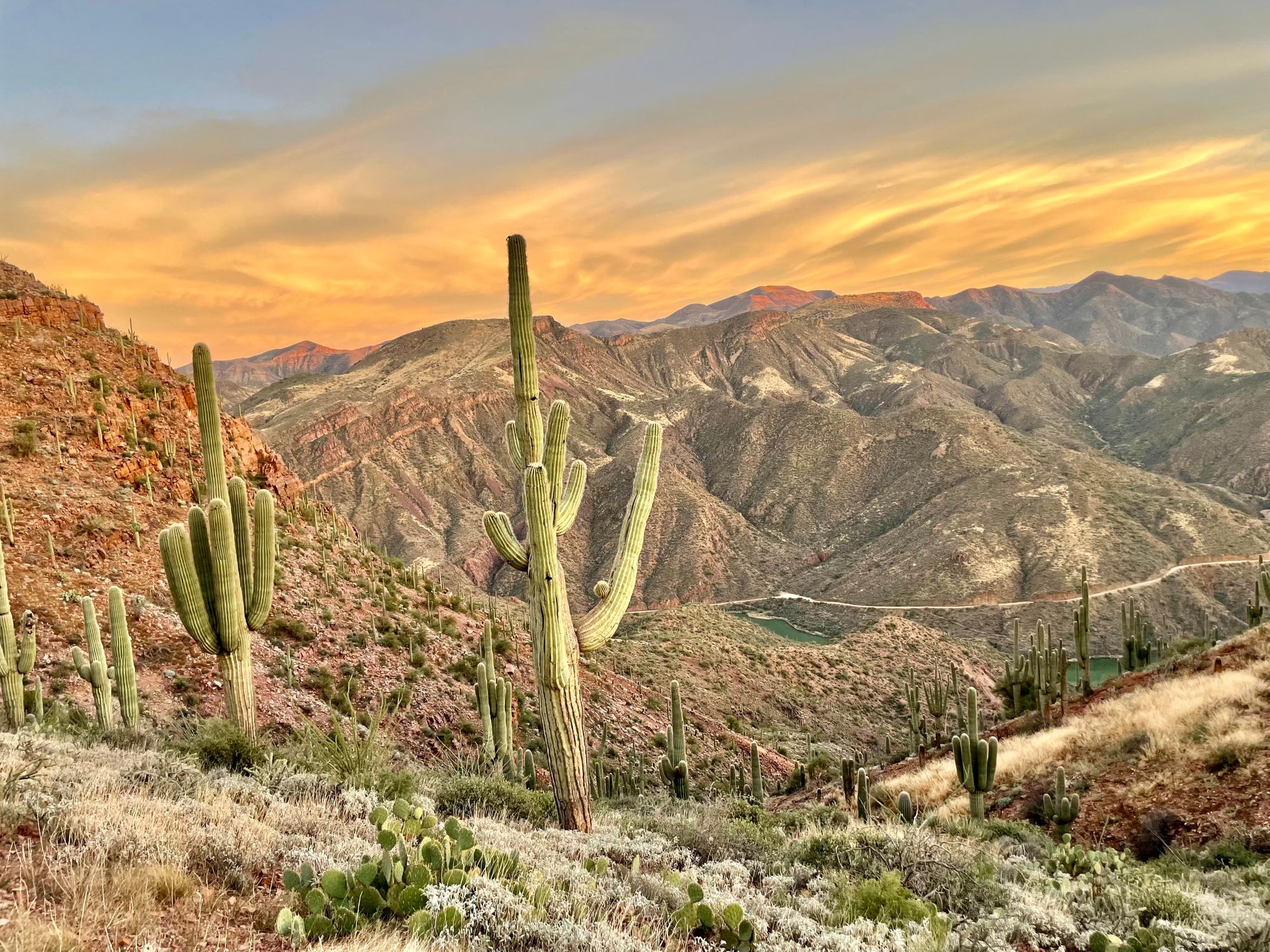 A sea of saguaro against the Superstition Mountains