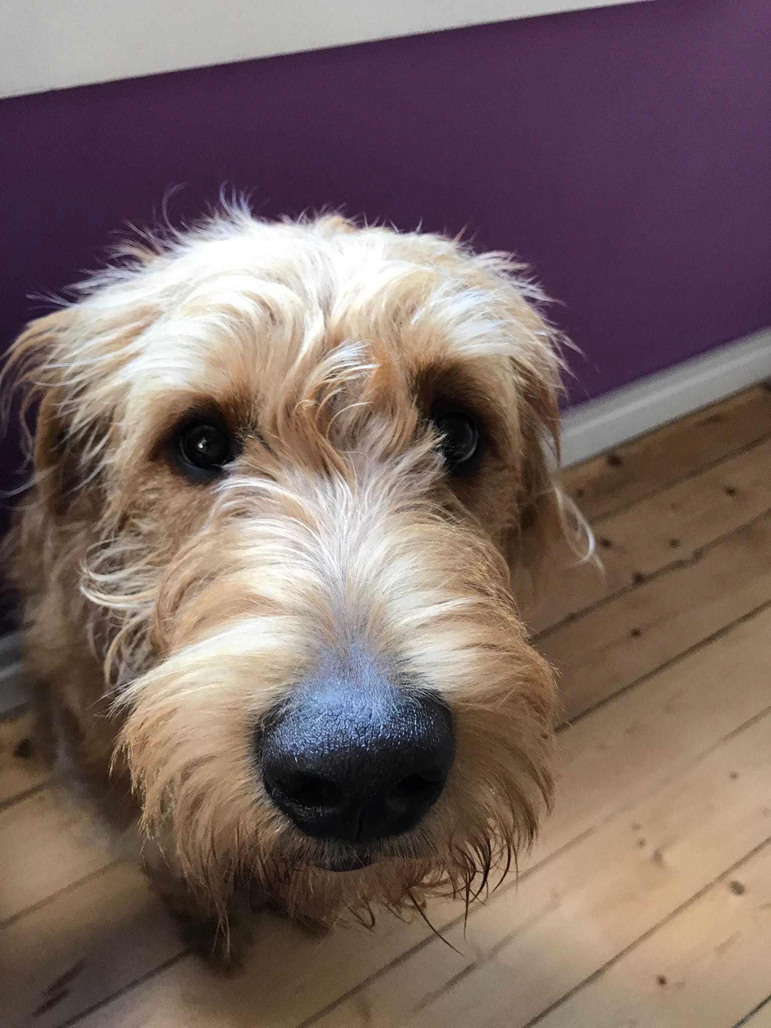 Matt & Lauren’s eight-month-old labradoodle puppy called Whisky